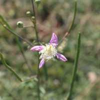 Cleome chelidonii L.f.